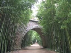 La forêt de bambous à anduze