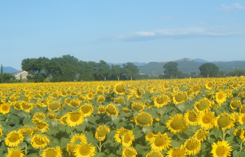 Vue des Cévennes de Lézan