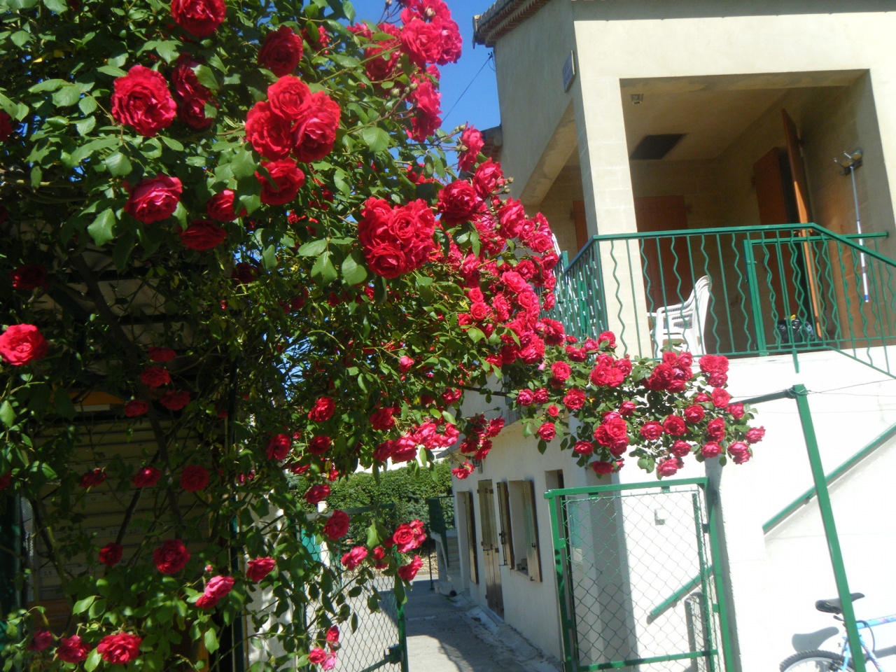 rosiers en fleurs