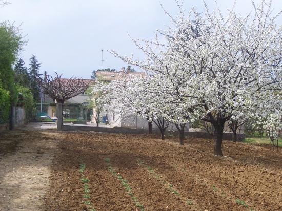 verger cerisiers en fleurs