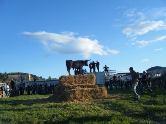 Enciérro à Lézan