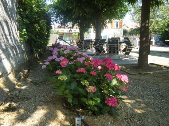 hortensias, salon de jardin ombragés