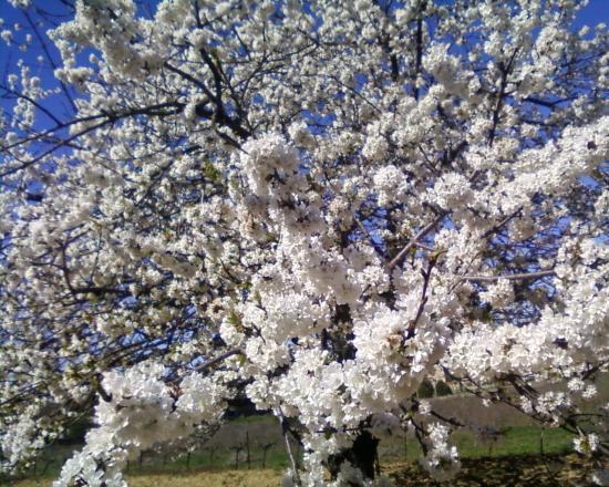  Cerisier en fleurs