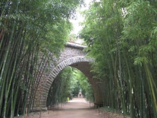 Prafrance, la forêt de bambous