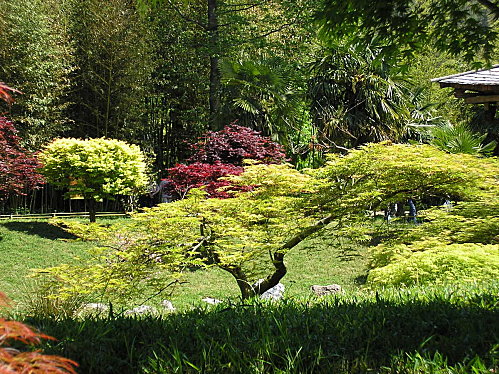 Forêt de bambous à Anduze