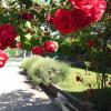 Jardin aux gites à lézan gard proche d'Anduze