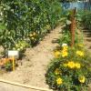 Potager aux gites à lézan dans le gard aux portes d'anduze