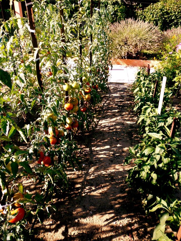 potager tomates