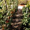 potager tomates