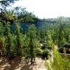 potager