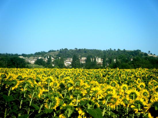 Lézan en venant d'Anduze devant un champ de tournesol