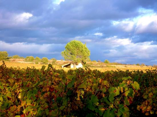 Vignobles en autommne à Lézan