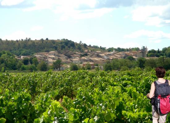 Balades dans les vignes